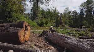 Best Storm Damage Tree Cleanup  in Tonganoxie, KS